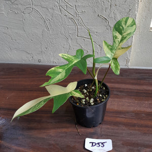 #D55 Philodendron Florida Beauty