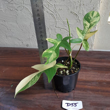 Load image into Gallery viewer, #D55 Philodendron Florida Beauty