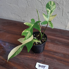 Load image into Gallery viewer, #D55 Philodendron Florida Beauty
