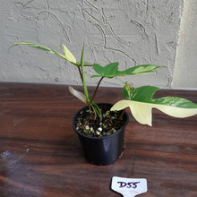 Load image into Gallery viewer, #D55 Philodendron Florida Beauty