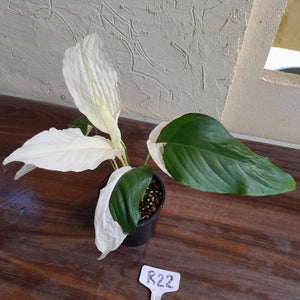 #R22 Spathiphyllum Picasso