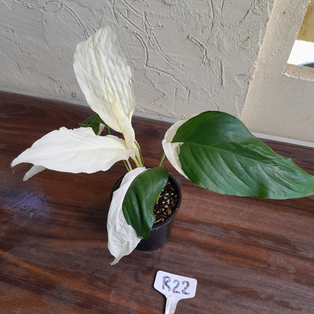 #R22 Spathiphyllum Picasso