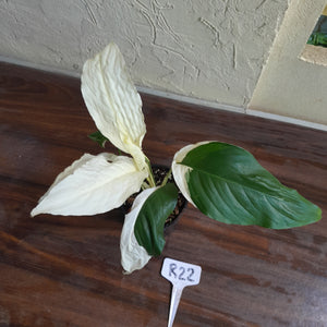 #R22 Spathiphyllum Picasso