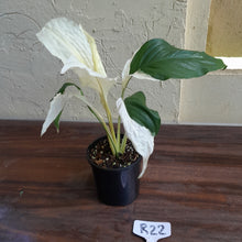 Load image into Gallery viewer, #R22 Spathiphyllum Picasso