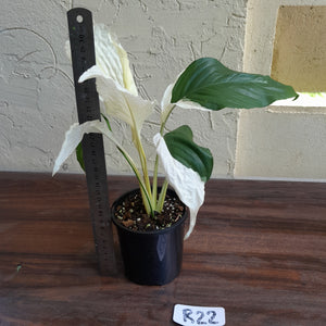 #R22 Spathiphyllum Picasso