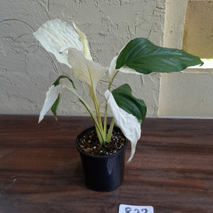 #R22 Spathiphyllum Picasso