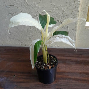 #R22 Spathiphyllum Picasso