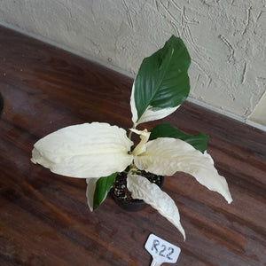 #R22 Spathiphyllum Picasso