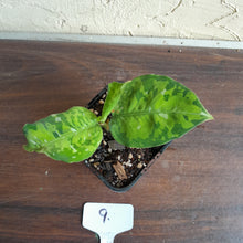 Load image into Gallery viewer, #9 Aglaonema Pictum Tricolor - Non TC