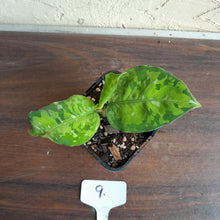 Load image into Gallery viewer, #9 Aglaonema Pictum Tricolor - Non TC