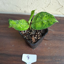 Load image into Gallery viewer, #9 Aglaonema Pictum Tricolor - Non TC