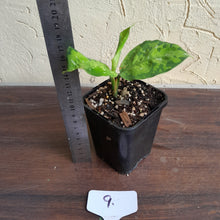 Load image into Gallery viewer, #9 Aglaonema Pictum Tricolor - Non TC