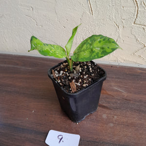 #9 Aglaonema Pictum Tricolor - Non TC