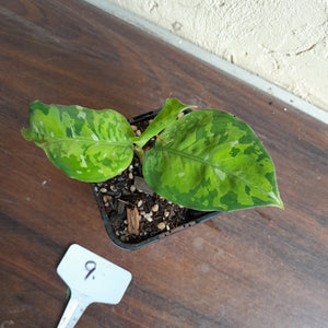 #9 Aglaonema Pictum Tricolor - Non TC