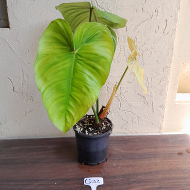 #G33 Large Philodendron Tenue x Plowmanii