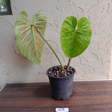 Load image into Gallery viewer, #22 Large Philodendron Majestic