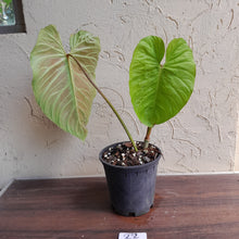 Load image into Gallery viewer, #22 Large Philodendron Majestic