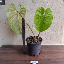 Load image into Gallery viewer, #22 Large Philodendron Majestic