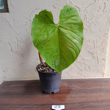 Load image into Gallery viewer, #22 Large Philodendron Majestic