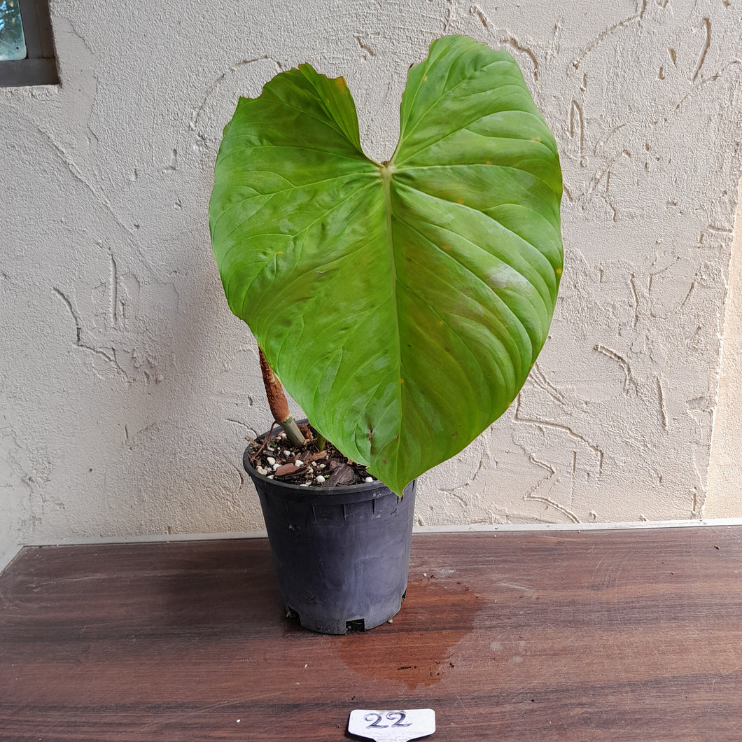 #22 Large Philodendron Majestic