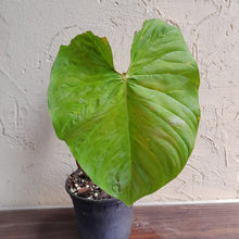 Load image into Gallery viewer, #22 Large Philodendron Majestic