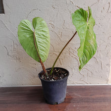 Load image into Gallery viewer, #22 Large Philodendron Majestic