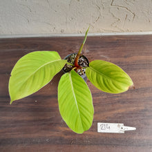 Load image into Gallery viewer, #214 Philodendron Geniculatum