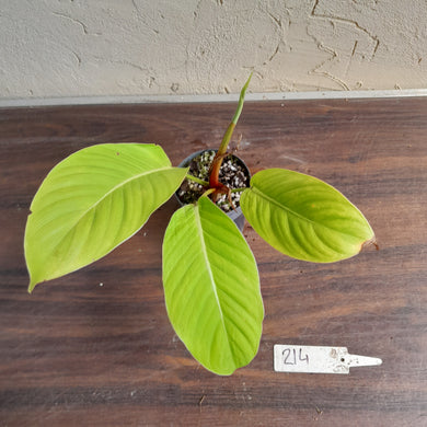 #214 Philodendron Geniculatum