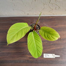 Load image into Gallery viewer, #214 Philodendron Geniculatum