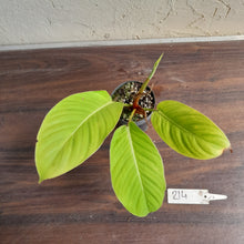 Load image into Gallery viewer, #214 Philodendron Geniculatum