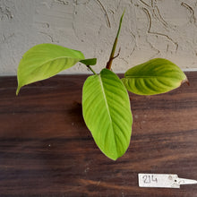 Load image into Gallery viewer, #214 Philodendron Geniculatum