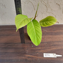 Load image into Gallery viewer, #214 Philodendron Geniculatum