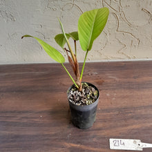 Load image into Gallery viewer, #214 Philodendron Geniculatum