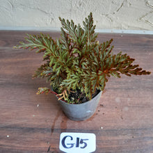 Load image into Gallery viewer, #G15 Selaginella Erythropus - Red Club Moss