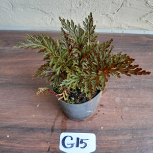 #G15 Selaginella Erythropus - Red Club Moss