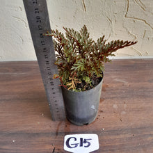 Load image into Gallery viewer, #G15 Selaginella Erythropus - Red Club Moss