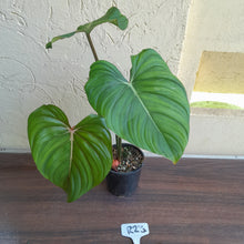 Load image into Gallery viewer, #R23 Philodendron Pastazanum x Gloriosum