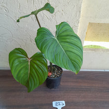 Load image into Gallery viewer, #R23 Philodendron Pastazanum x Gloriosum