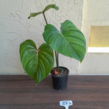 Load image into Gallery viewer, #R23 Philodendron Pastazanum x Gloriosum