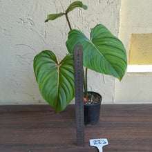 Load image into Gallery viewer, #R23 Philodendron Pastazanum x Gloriosum