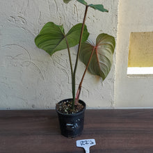 Load image into Gallery viewer, #R23 Philodendron Pastazanum x Gloriosum