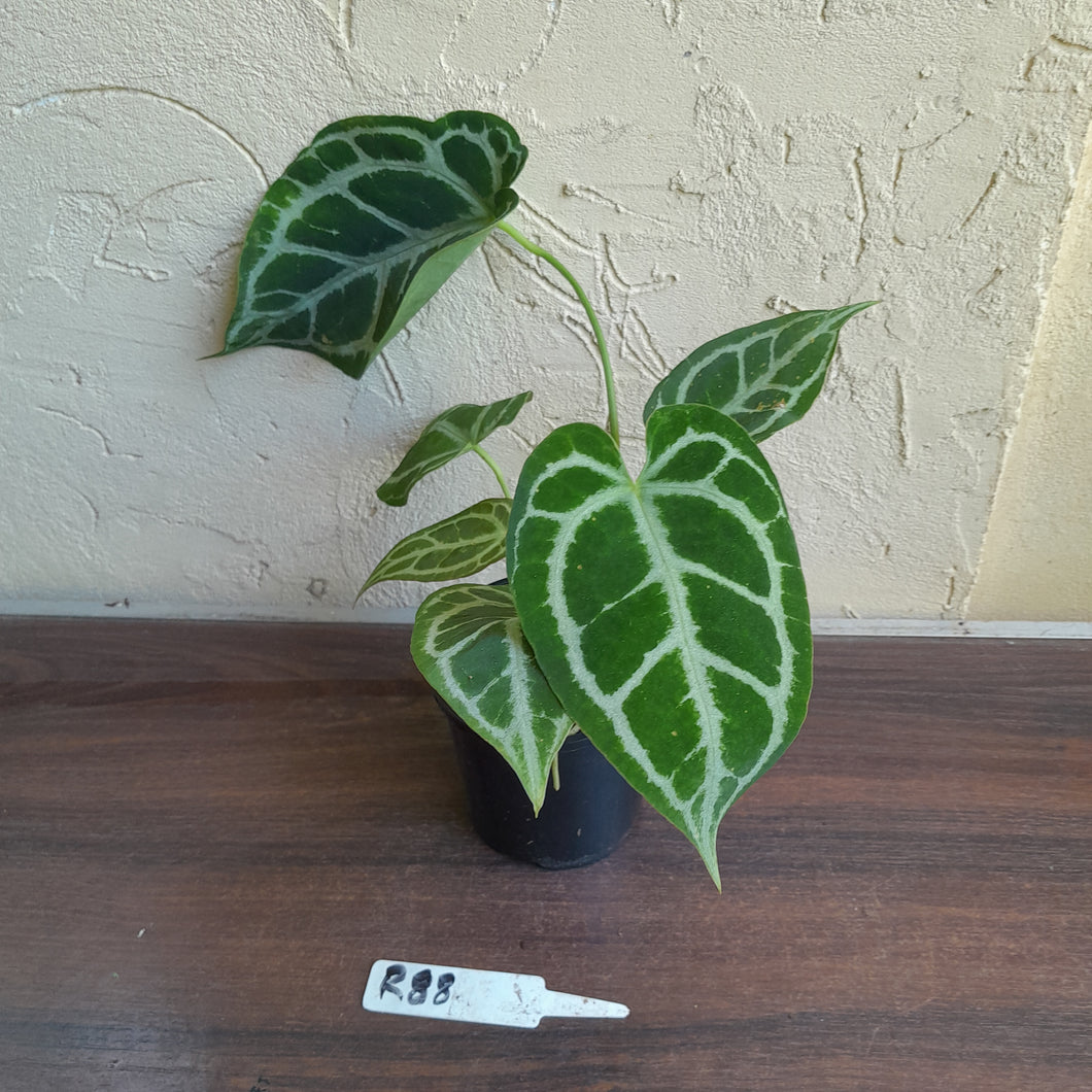 #R88 Anthurium Augustus x