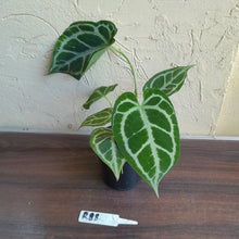 Load image into Gallery viewer, #R88 Anthurium Augustus x