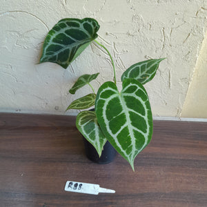 #R88 Anthurium Augustus x