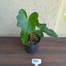 Load image into Gallery viewer, #R60 Anthurium Southern Star