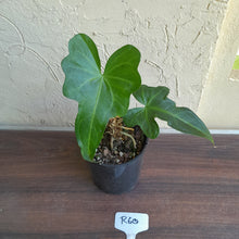 Load image into Gallery viewer, #R60 Anthurium Southern Star