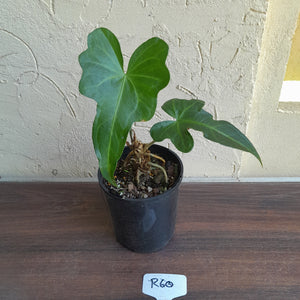 #R60 Anthurium Southern Star