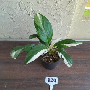 #R24 Spathiphyllum Picasso