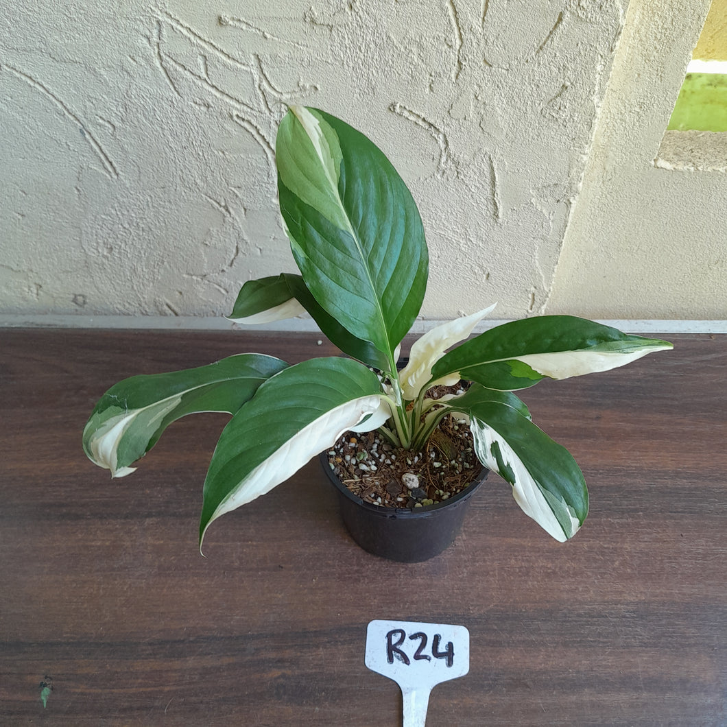 #R24 Spathiphyllum Picasso