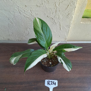 #R24 Spathiphyllum Picasso